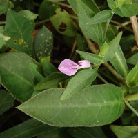 Dicliptera neesii (Trimen) L.H.Cramer